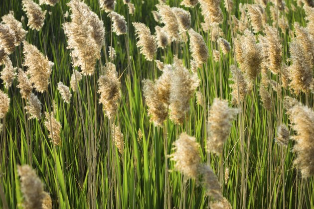 How to Grow Cattails | Hunker