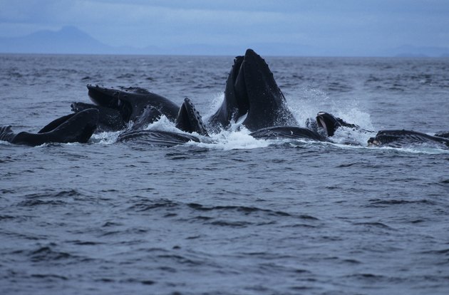 Humpback whale group lunge, feeding, Southeastern Alaska, USA