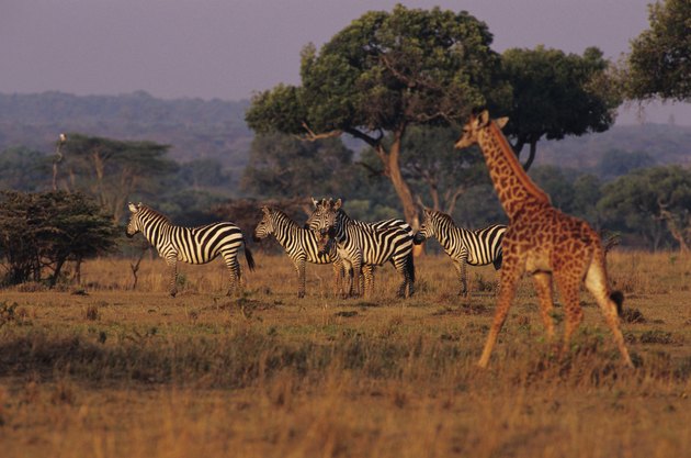 Burchell's zebras (Equus burchelli) and Masai giraffe (Giraffa camelopardalis)
