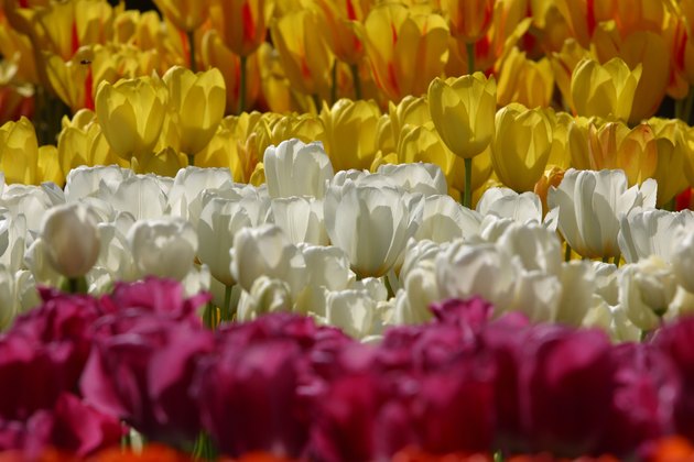Flowerbed of tulips