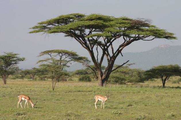 "Impala, Antelope, Aepyceros melampus in front of Acacia, African"