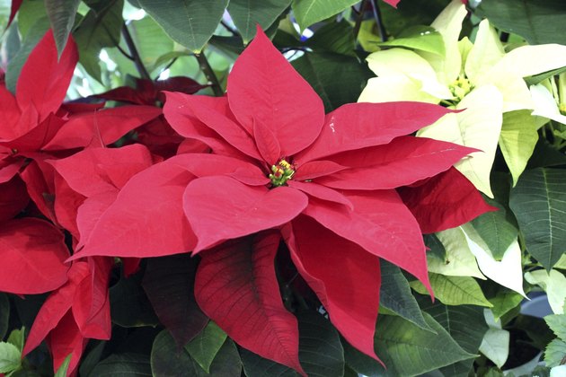 How Long Do Poinsettias Live? | Hunker