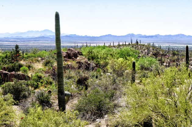 Sonoran Desert Scene