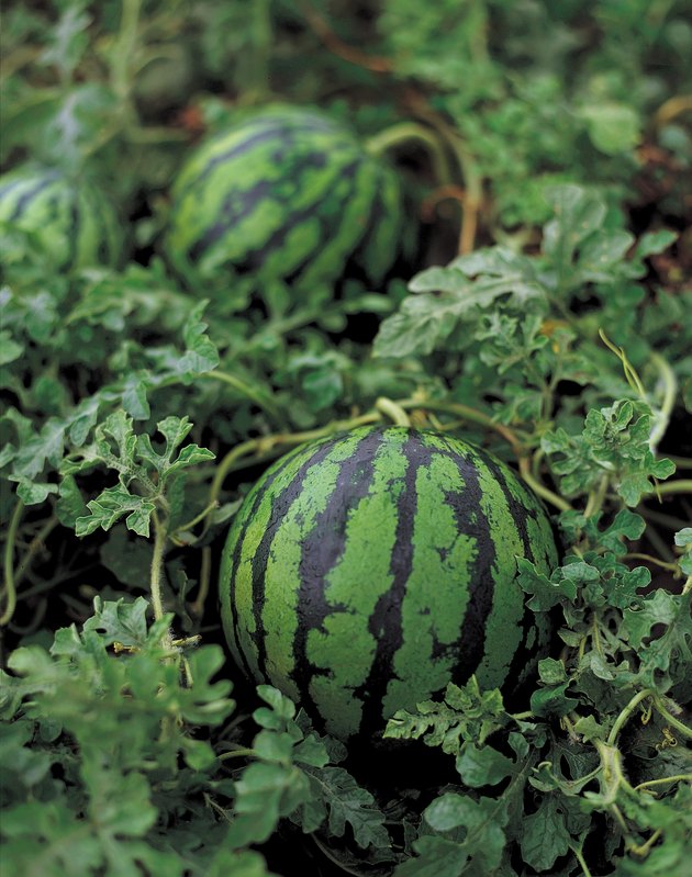 How to Grow Watermelon From Seed With Milk Hunker
