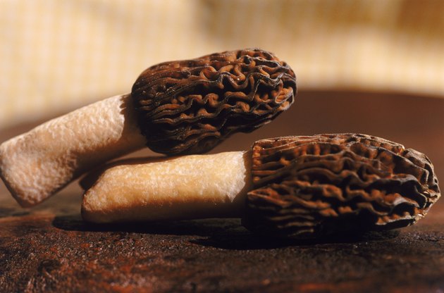 Edible mushrooms, close-up