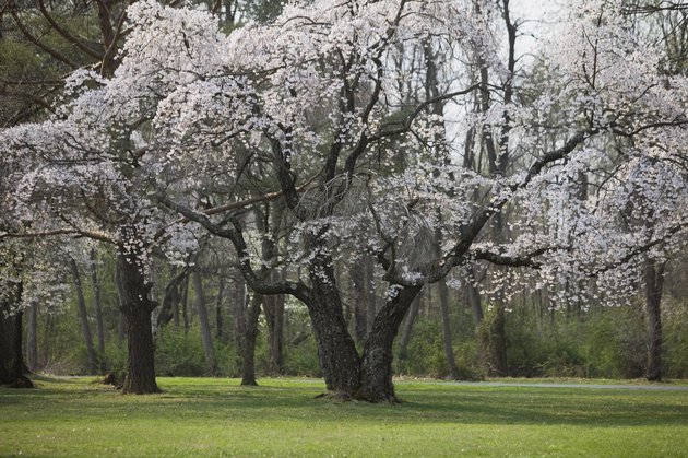 Cherry tree in full bloom