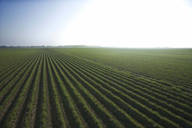 what-crops-were-grown-in-colonial-georgia-hunker