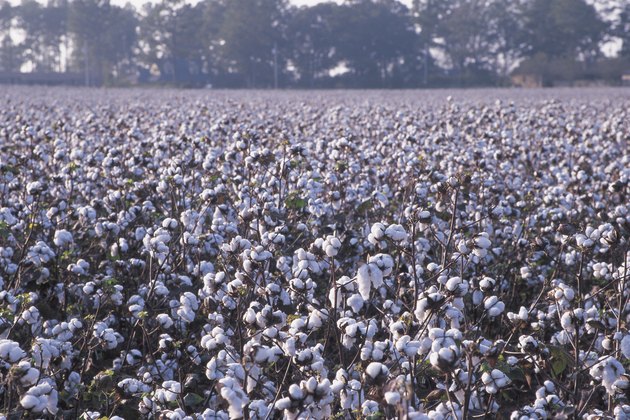 what-crops-were-grown-in-colonial-georgia-hunker