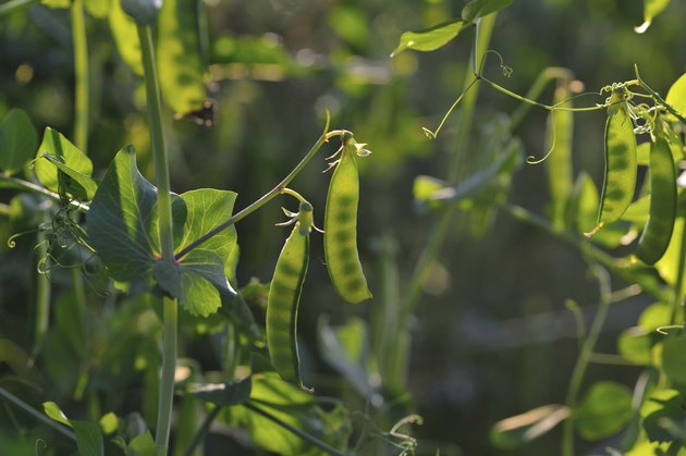 Pea pods close up.