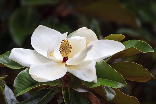 Southern Magnolia Blossom