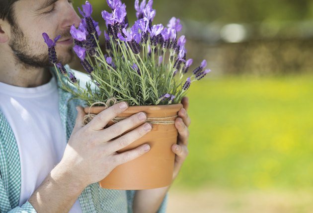 Gardener with lavender