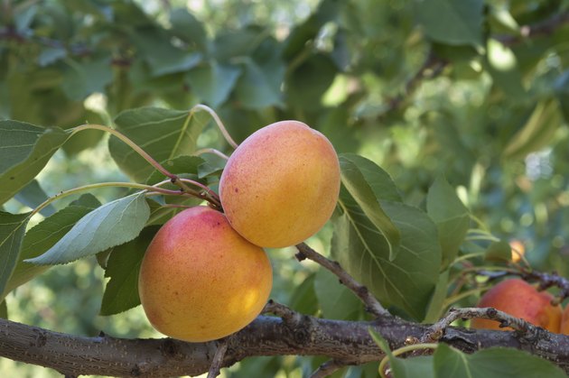 Ripe apricot fruits on a branch