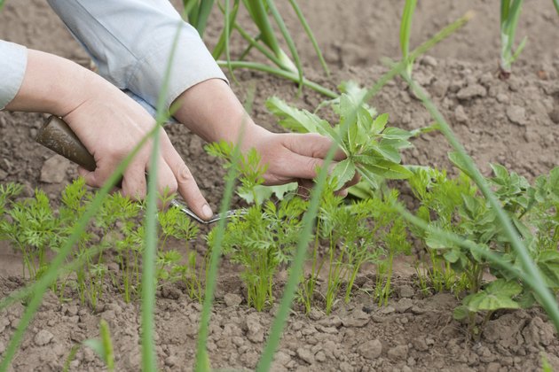 pulling the weeds