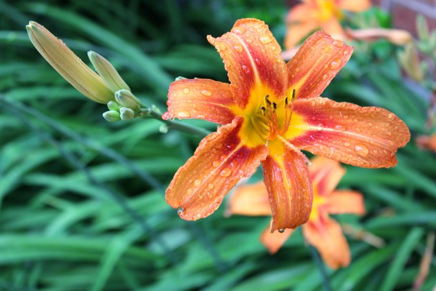 Tiger Lily and Buds