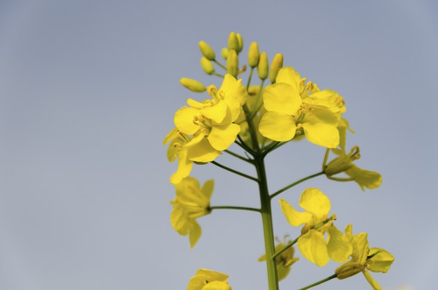 Mustard flowers