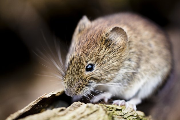 Animals That Eat Rose Bush Roots  Hunker