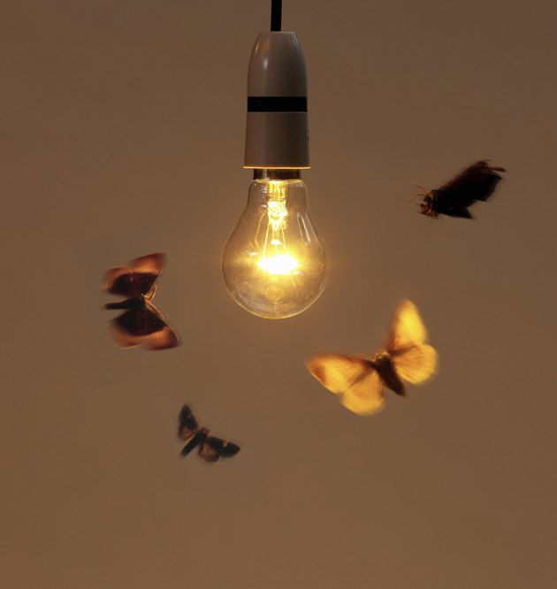 Bulb with moth