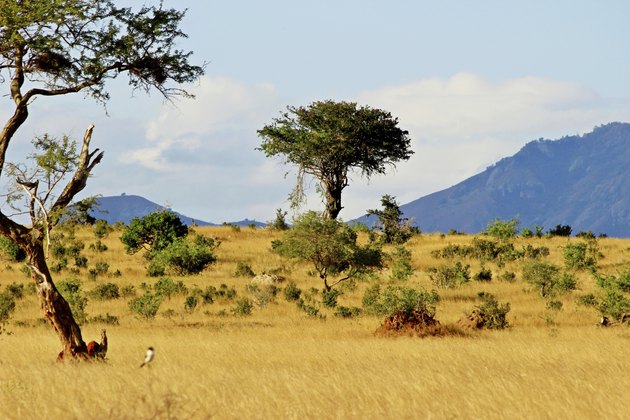 Types of Trees, Grass & Shrubs in the Savanna | Hunker