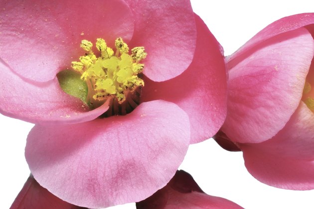 Flowers of Chaenomeles Japonica (Japanese Quince) blossoming. I