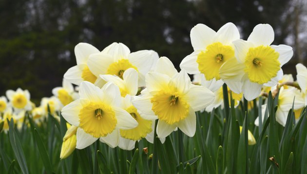 How to Identify Jonquils and Daffodils | Hunker