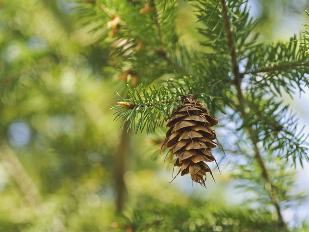 one open brown cone of green spruce. Forest backgrounds