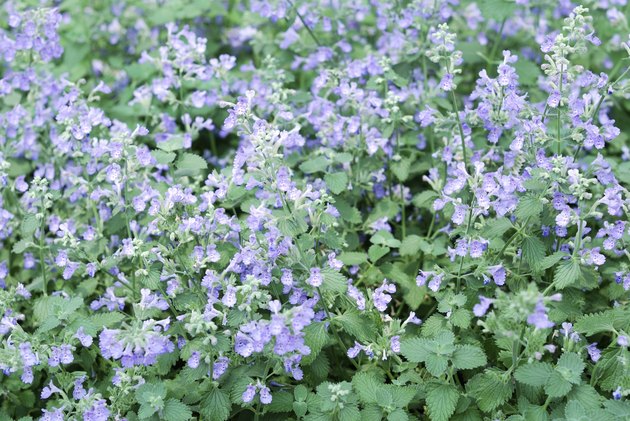 Catmint garden
