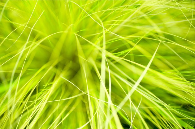 Tussock