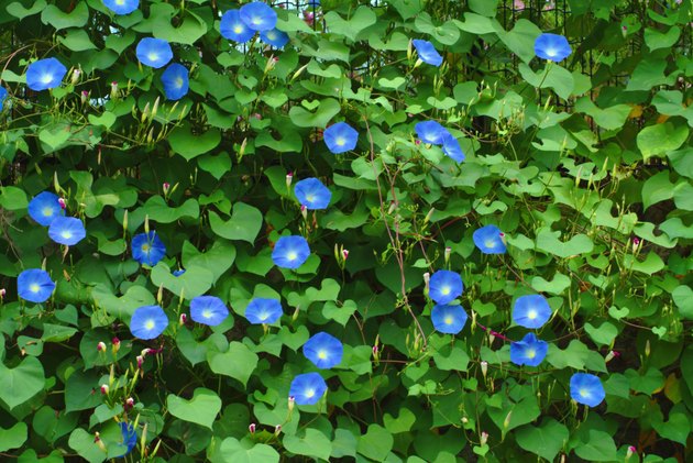 What Is The Meaning Of The Morning Glory Flower? 