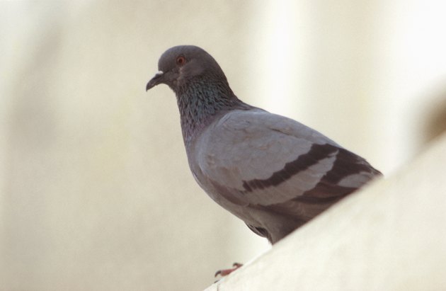 Pigeon perched on ledge