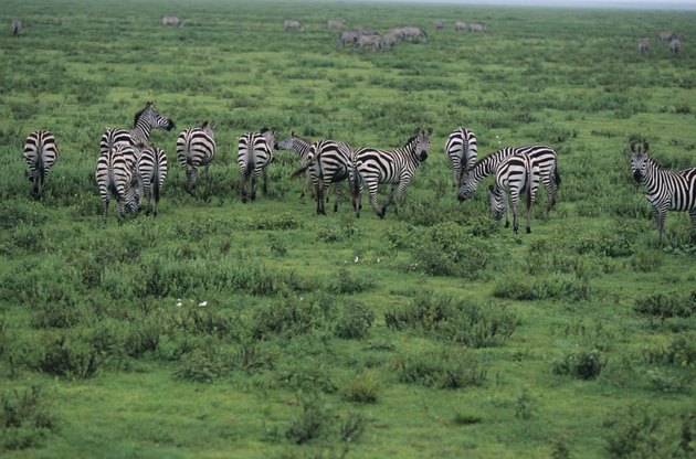 Group of Burchell's zebras (Equus burchelli), Kenya, elevated view
