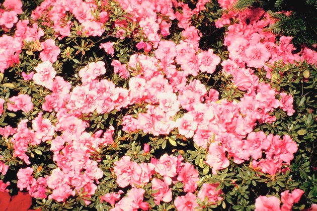 Blooming azaleas