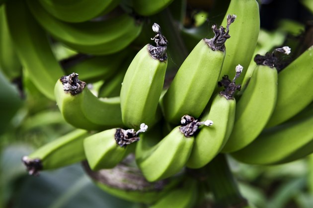Green bananas