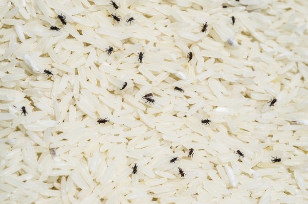 Weevil destroys rice