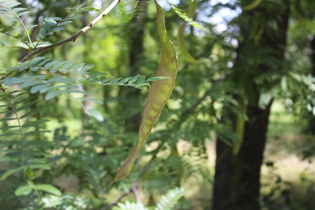 Acacia pod on the tree limb