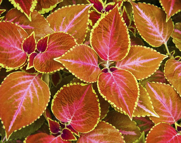 Coleus plant