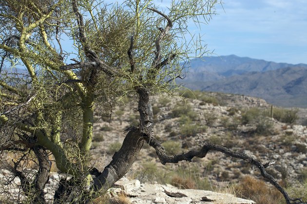 Palo Verde Tree