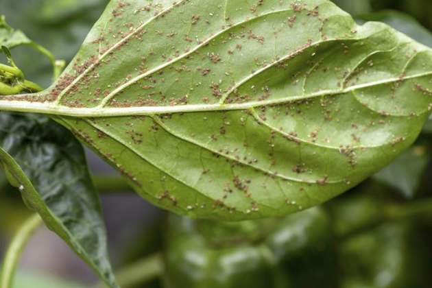 Aphids on the underside of leaves