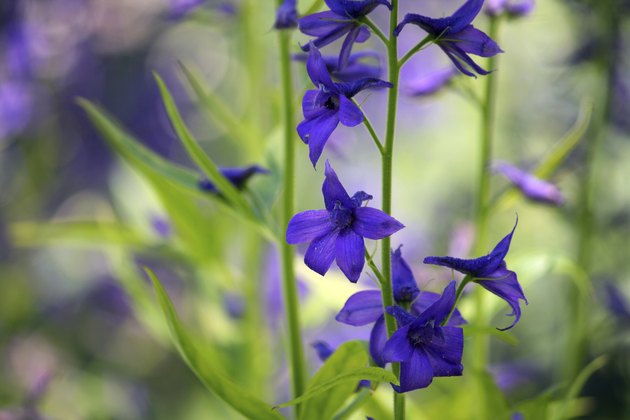 Purple Larkspur Wildflower (delphinium)