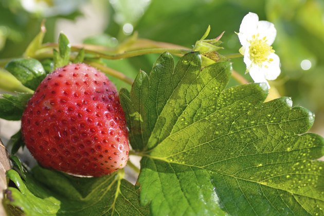 ripe strawberry