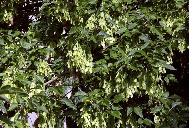 box elder tree