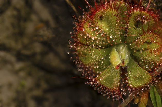 sundew facts plant pollinating self