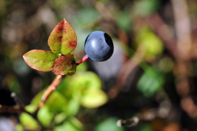 blueberries