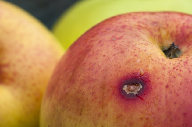 rotten apple