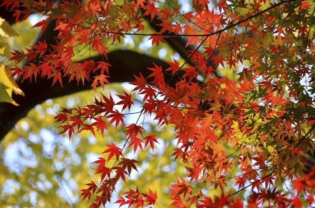 Autumn autumnal leaves
