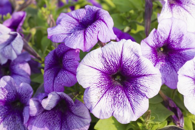 Petunia flowers