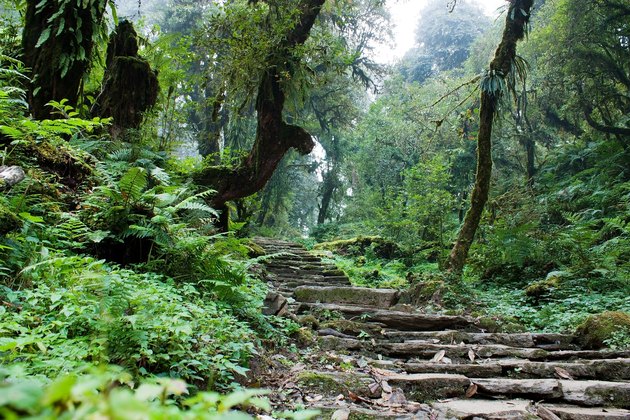 nepalian rainforest with pathway
