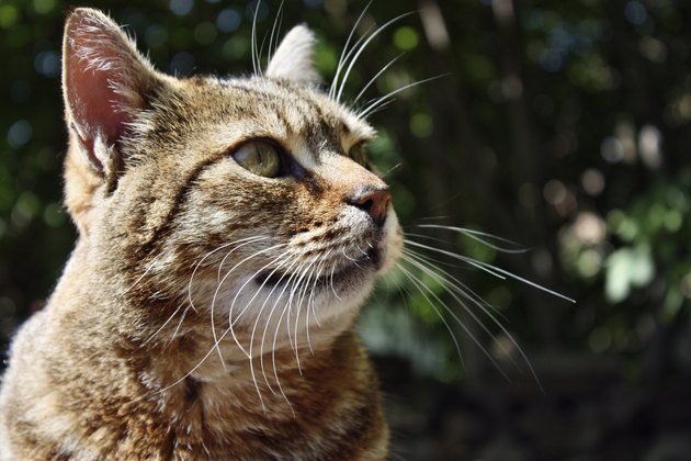 Looking cat