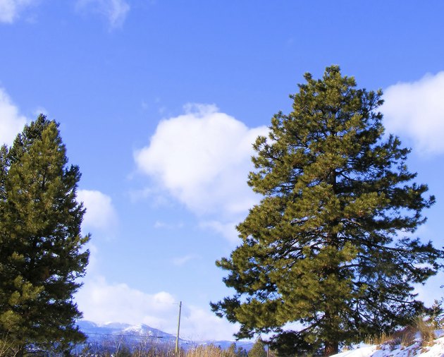 Pine
