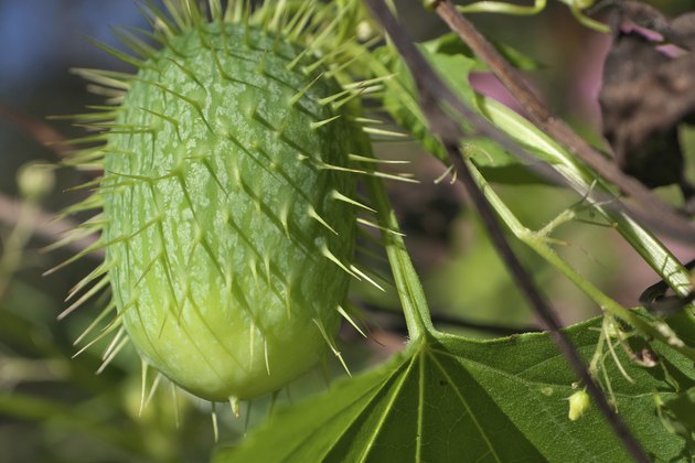 Flowering Plants with Spiny Seed Pods | Hunker