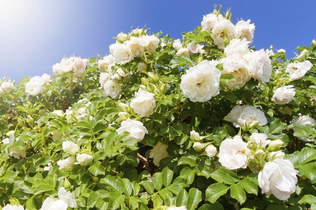 Bush of white Roses
